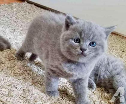 BKH KITTEN Baby Britisches Kurzhaar Kätzchen