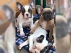 Kernige Französisch Bulldog Welpen mit Ahnentafel blauträger