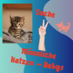 Suche
