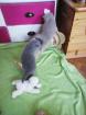 Bkh kitten haben bald ihre köfferchen gepackt