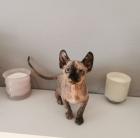 Sphynx Kätzchen zu verkaufen