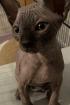 Sphynx Kitten mit Tasthaaren