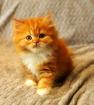 Selkirk Rex / Straight Kitten mit Stammbaum
