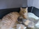 Munchkin Katze und Kitten